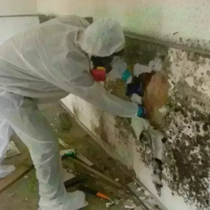 Mold Remediation and Removal in Hapeville, GA